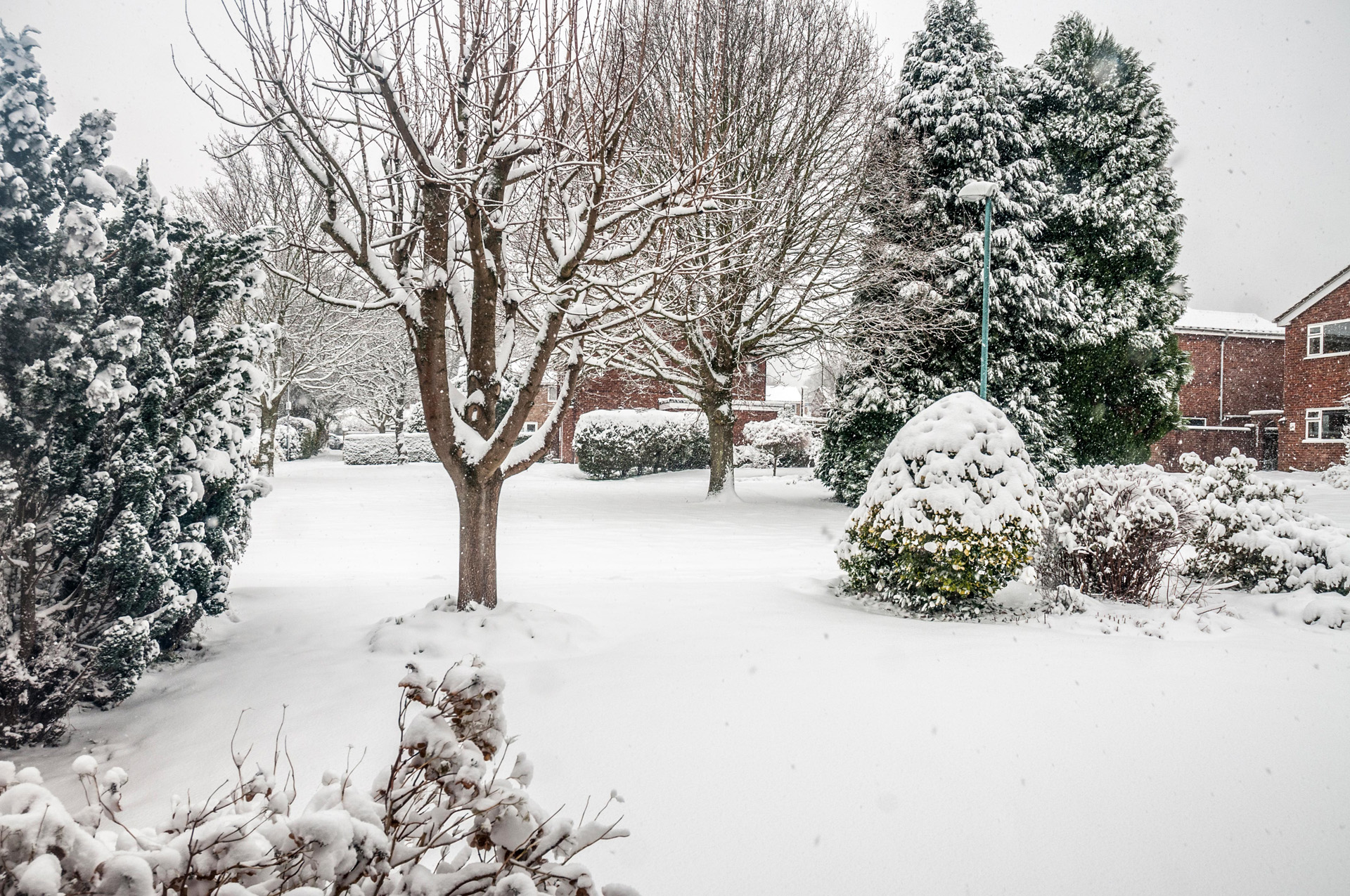 Una escena de jardín con árboles y arbustos, todo cubierto de nieve